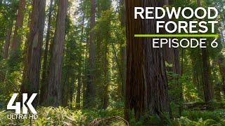 Relaxing Soundscape of an Ancient Forest - Wind Sound in Redwood Forest - 8K Echoes of the Ages - #6