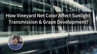 How Does Vineyard Net Color Affect Sunlight Transmission and Grape Development?