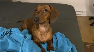 Mini dachshund bath zoomies