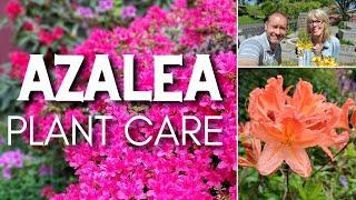  Azalea Plant Care | Friday Plant Chat 