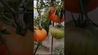 УРОЖАЙ ТАКОЙ, ЧТО ЛОМАЕТ КУСТ // ВАЦАП ДЛЯ ЗАКАЗА 89152458159 ПИСЬМЕННО