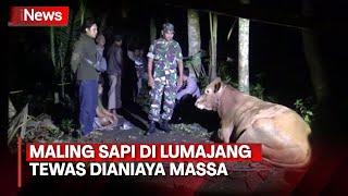 Menggenaskan! Maling Sapi di Lumajang Tewas Dimassa