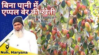 Kashmiri Apple Ber की खेती करके 6 महीना में 1 एकड़ से ₹.210,000/ की कमाई | बिना पानी में खेती