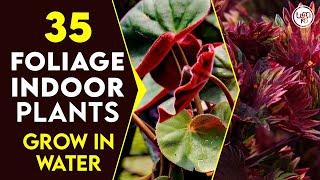 35 Best Foliage Indoor Plants You Can Grow in Water | Best Indoor Plants No Need Soil to Grow