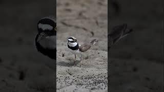 Little Ringed Plover | Flussregenpfeifer #littleringedplover #flussregenpfeifer #birding #birdshorts