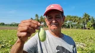 Agricultores piden ayuda al gobierno tras perdida de cultivos