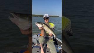 Классная рыбалка на Вилейке. Подробное видео позже. #врек #rec #fishing #spining #shorts #shortvideo