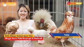 FENNY DAMOUR FARM – SANG RATU KONTES AYAM HIAS INDONESIA