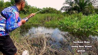 Sangat beruntung pemancing ini menemukan sarang ikan betok, dan berbagai macam ikan lain ada disini