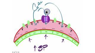 Myogenic Autoregulation