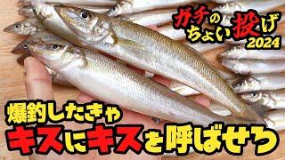 【シロギス】数釣りしたきゃこれ重要！ガチのちょい投げで爆釣するコツ