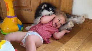 Adorable Baby Boy And Malamute Puppy Are Inseparable! (Cutest Ever!!)