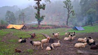 Nepali Mountain Village Life | Rainy Day | Sheep Shepherd Life | Organic Shepherd Food | Real Life |