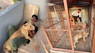 Lion Ko Mini Zoo Main Shift kr Dia