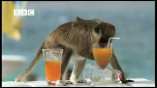 Drunk Monkeys Fail - Weird Nature