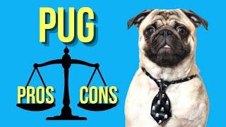 Pug Pros and Cons  ( A Must Watch for New Potential Pug Owners )