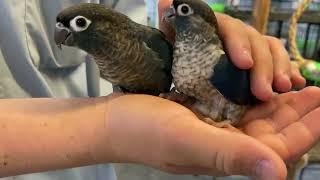 Turquoise Violet Green Cheek Conure | Victorian Bird Co