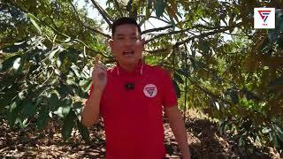 Quy Trình Làm Bông Sầu Riêng TKA Hiệu Quả | Nông Nghiệp TKA
