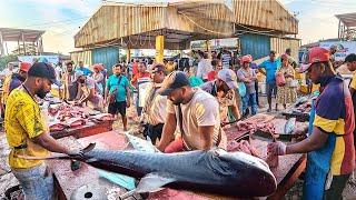 WoW ATTRACTIVE !! Biggest Street Fish Cutting Fish Market In Sri Lanka EXPERT MASTER FISH CUTTING