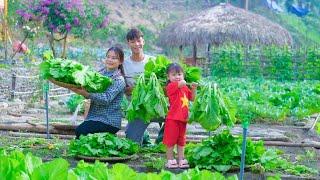 AMAZING! Harvest huge clean vegetables to sell at the market, build aquaculture ponds and Garden