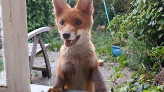 Man Makes Friends With Adorable Wild Foxes