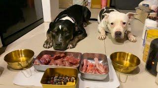 O&n The Pit Bulls eatRAW FOOD หมากินดิบ [ASMR]MUKBANG[咀嚼音] อาหารหมาที่แท้จริง EP.074 of 2024