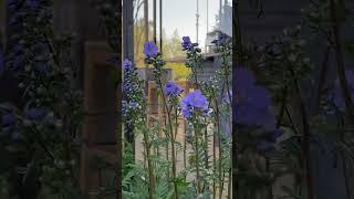 Новое видео на канале «Maria Kordubaeva» 