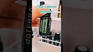 Чайное дерево – важная информация!
