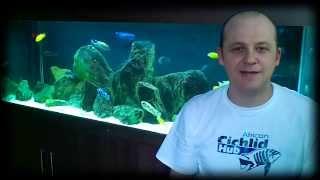 African Cichlid Hub Channel Intro