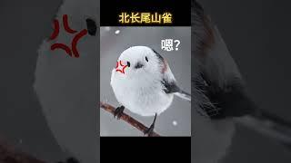 会飞的糯米团子，现实版愤怒小鸟。 #娱乐 #科普 #動物 #有趣的动物 #搞笑#animals #科普