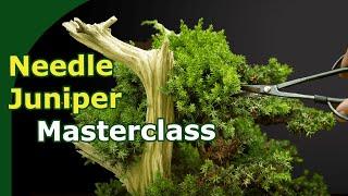 Needle Juniper Bonsai Masterclass