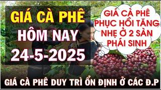 Giá cà phê hôm nay ngày 24/5/2025|Giá cà phê phục hồi nhẹ ở 2 sàn trong nước ổn định