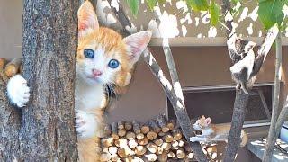 Kittens Climbing Tree - One can't get down!