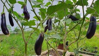 Tips for growing eggplant with many fruits, How to grow eggplant easily, high yield