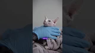 Как понять, что у кошки болят зубы?