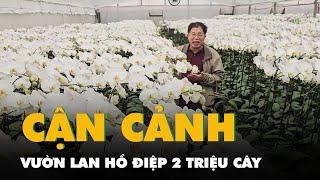 Cận cảnh vườn lan hồ điệp 2 triệu cây với hơn 130 màu 'ở phòng điều hòa' tại Hà Nội