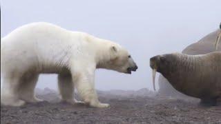 Белый медведь – хозяин Арктики! Самый большой сухопутный хищник! Факты о полярных медведях.