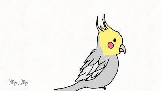 Cockatiel animation