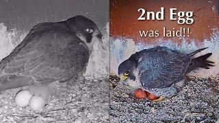 #1Monte MarioPeregrine Falcons Nest／AntaresAgrippina／Birdcamit