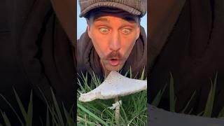 YOU can HELP mushrooms!  ‍️ #wildmushrooms #foraging #mushrooming #mushrooms  #fungi #parasol