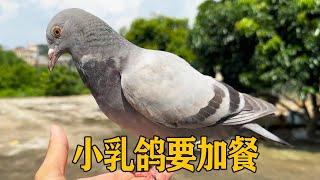 The young pigeon fell on the master's hand and screamed! Little pigeon: extra food! I'm hungry! [Th