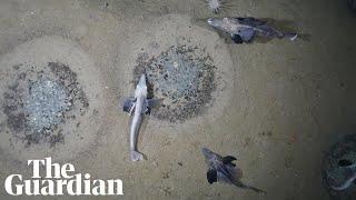 Huge icefish colony of 60 million nests found on Antarctic seabed