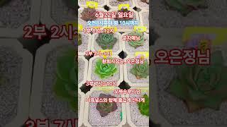 #싸이 #예술이야 #shorts #plants #succulent #多肉植物 #환희다육 #다육널스