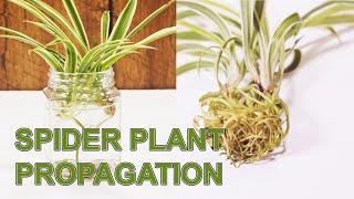 How To Propagate Spider Plants Multiple Methods With Results