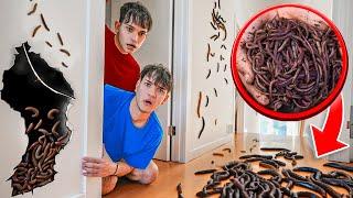 We Found WORMS In Our House!