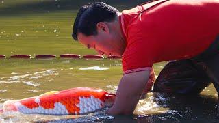 THE RISE OF THE JAPANESE KOI | HD DOCUMENTARY