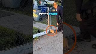 Kind Policeman Rescues Helpless Puppy Stuck in Fence