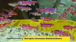 Notropsis chrosomus - Rainbow Shiner