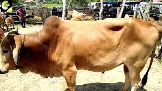 SAPI ACEH HARGA 10JUTA. PILIHAN UTAMA UNTUK SAPI QURBAN BANYAK DI PASAR HEWAN GEURUGOK BIREUEN