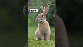 Rabbit Sound 